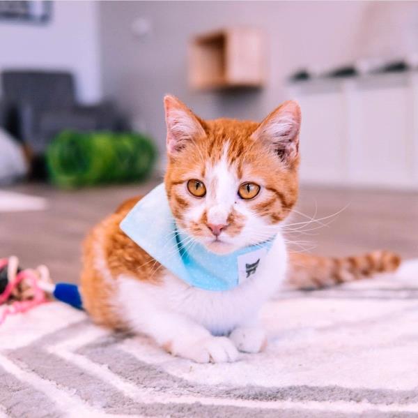 /Images/uploads/Cuddles Cat Cafe/uvac/entries/18153thumb.jpg